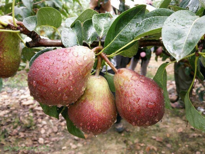 山东蜜罐苹果树苗供应